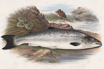 Grilse, or Young Salmon